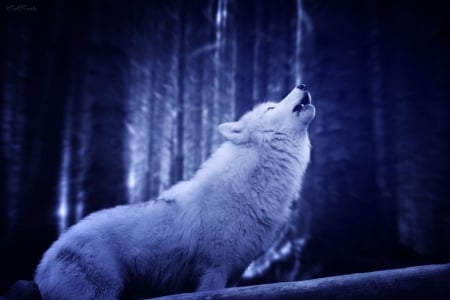 Howl - blue, manipulation, wolf, forest, wild animals, dark, art, abstract, predators, wilderness, white wolf, darkness, wolves, fantasy, cold, animals, wild, wallpaper