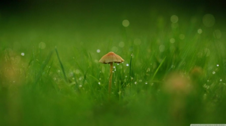 Mushroom - dewdrops, mushroom, rain, raindrops, photography, field, wallpaper, dew, spring, hd, softness, abstract, green, grass, drops