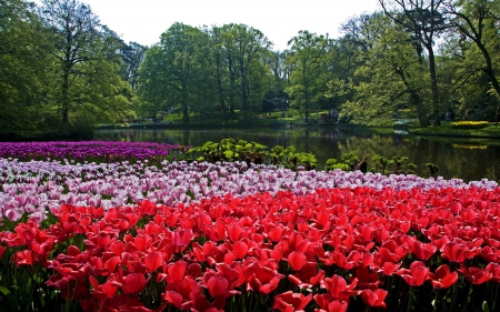 Keukenhof Park, Netherlands - tulips, water, blossoms, trees