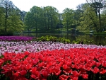 Keukenhof Park, Netherlands