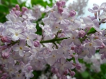 Lilacs!