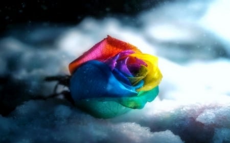 ..Colorful Rose in Gray.. - pretty, roses, attractions in dreams, creative pre-made, rainbows, flowers, conceptual, seasons, winter, beautiful, photography, colors, lovely, cool, flower arrangements, colorful, lovely still life, love four seasons