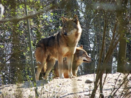 Wolves - predators, forest, winter, snow