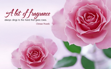 A bit of fragrance - Rose, Quote, proverb, Flower