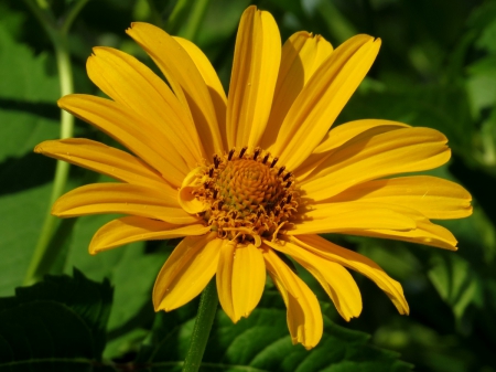 Sweet Daisy - flower, yellow, petals, Daisy