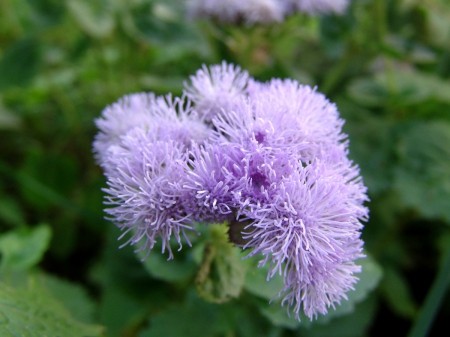 Ageratum Flower