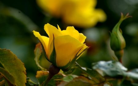 Yellow Rose - one, rose, yellow, beautiful