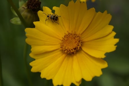 Yellow bug - yellow, beautiful, grass, flower, bug, nature, green, macro, plants