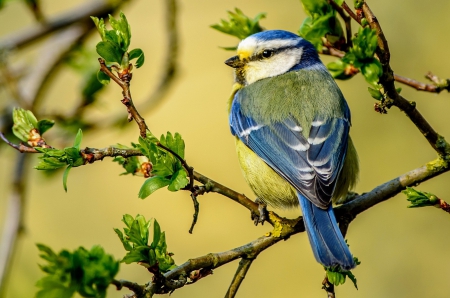 * Bird * - blue, animals, animal, bird, birds