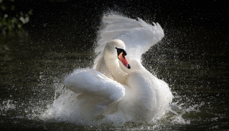 * White swan * - white, animal, animals, bird, birds