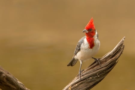 * Cardinal * - animal, animals, bird, birds