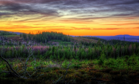 * Sunset * - flowers, nature, sunset, landscape