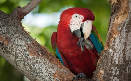 * Colorful bird * - animal, animals, bird, birds