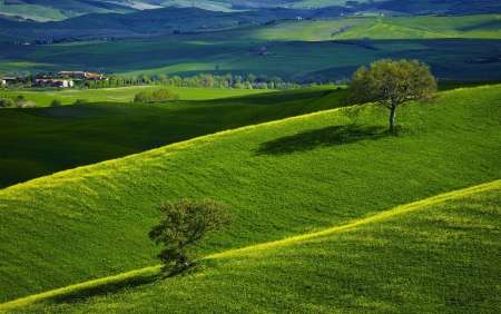 * Green field * - treess, nature, green, field, sky