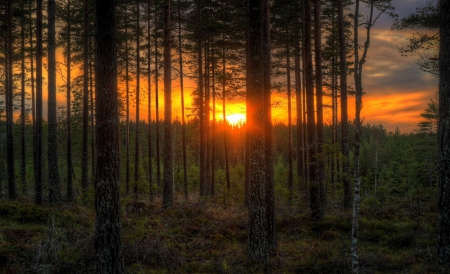 * Sunset * - forest, trees, nature, sunset