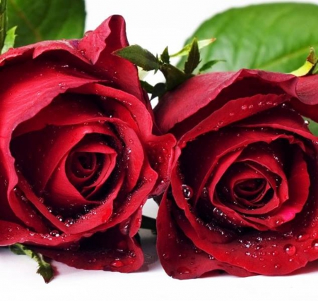 Two Red Roses