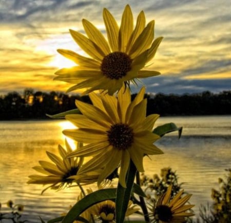 Flowers Beach Sunset - nature, lake, beach, trees, yellow, reflection, flowers, sunset