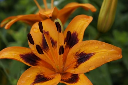 Macro Orange Lilies - macro, flowers, orange, nature