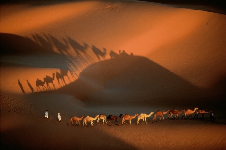 Caravan dromedaries, Maurinania - dromedaries, caravane, Maurinania, desert