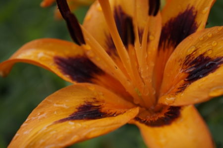 Close-up Lili Flower - flowers, pretty, close-up, awesome, photography, macro, orange