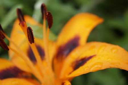 Drop Waters on Lili - flowers, drop, lilies, rain, macro, waters, shower, orange