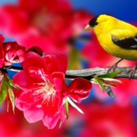 ~*~ Spring Bird ~*~