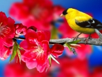 ~*~ Spring Bird ~*~