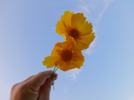 Yellow Flowers - nature, yellow flowers, beautiful, awesome, blue sky