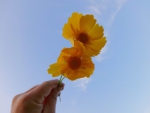 Yellow Flowers