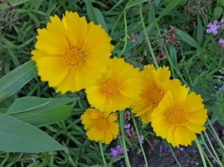 5 Family Flowers - nature, beautiful, macro, five flowers, yellow flowers, family