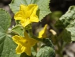 Yellow Star Flowers