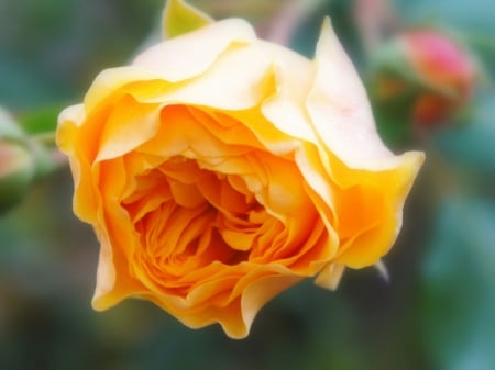 Blooming yellow rose - close-up, beautiful, rose, love, flower, blooming