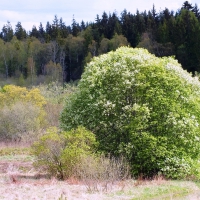 Bird-cherry tree.