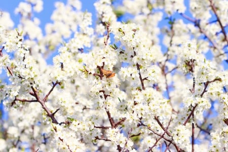 â™¥Spring Blossomâ™¥ - butterfly, blossom, flowers, apple, spring