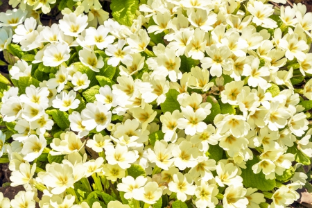 â™¥Spring Blossomâ™¥ - white, blossom, flowers, spring