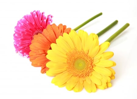 â™¥Gerberasâ™¥ - colorful, bouquet, flowers, gerbera