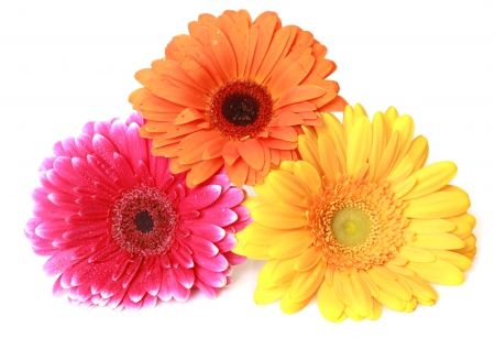 â™¥Gerberasâ™¥ - colorful, bouquet, flowers, gerbera