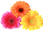 ♥Gerberas♥