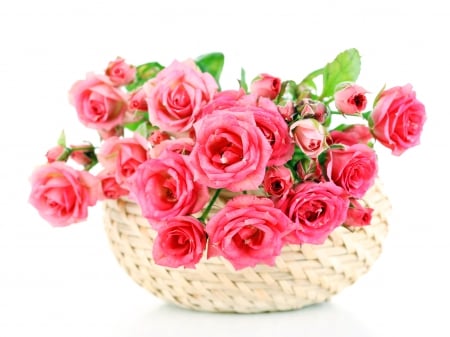 ♥Pink Roses♥