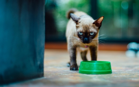 Don't you dare!!! - angry, blue, look, bowl, eyes, siamese, cat