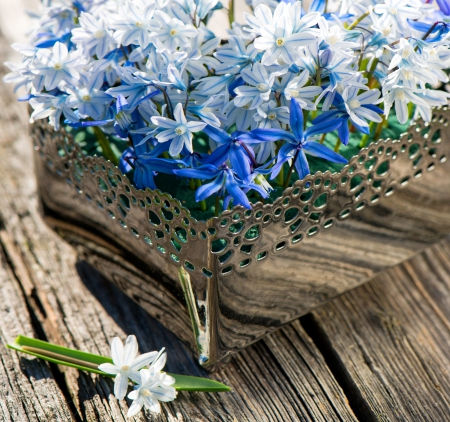 ♥Spring Flowers♥ - flowers, blue, wood, hyacinth, spring