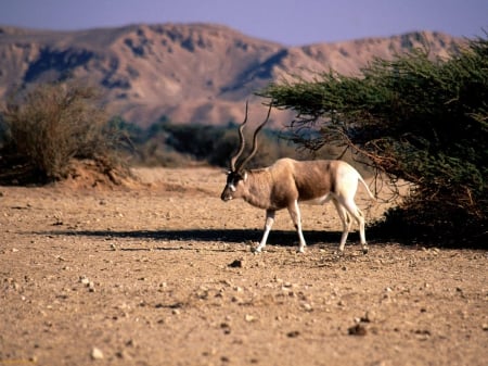 Addax - antilope, long, big, horns