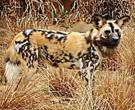 African wild dog - muzzle, coat, painted, dark