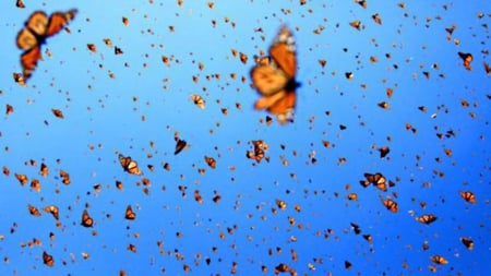 Migrating butterflies - swarm, large, numbers, Mexico