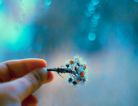 Endless Summer - bokeh, holding, small bouquet, hand, fingers, flowers