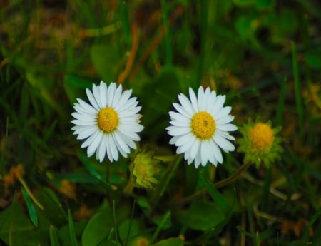 Together - daisies, flower bed, flowers, nature, two