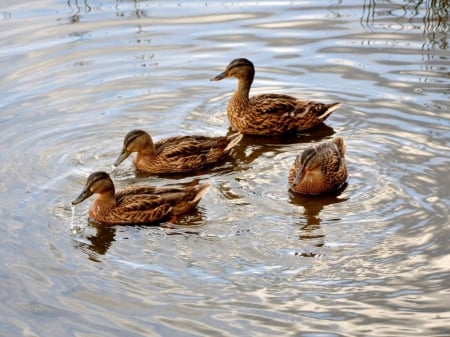 Ducks in a pond - ducks, pond, animal, bird, water