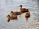 Ducks in a pond