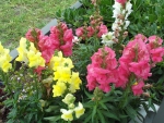 SNAPDRAGONS IN MY GARDEN