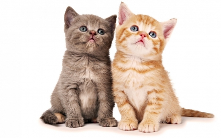 â™¥ - white, animal, cute, kitten, cat, orange, couple, ginger